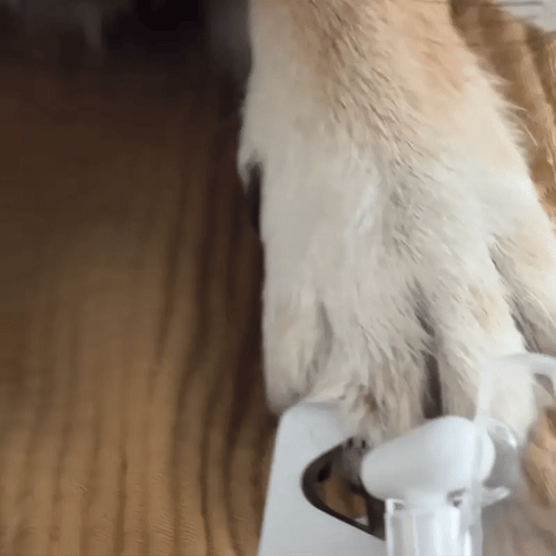 SafeClip – Klipp klor utan risk eller stress