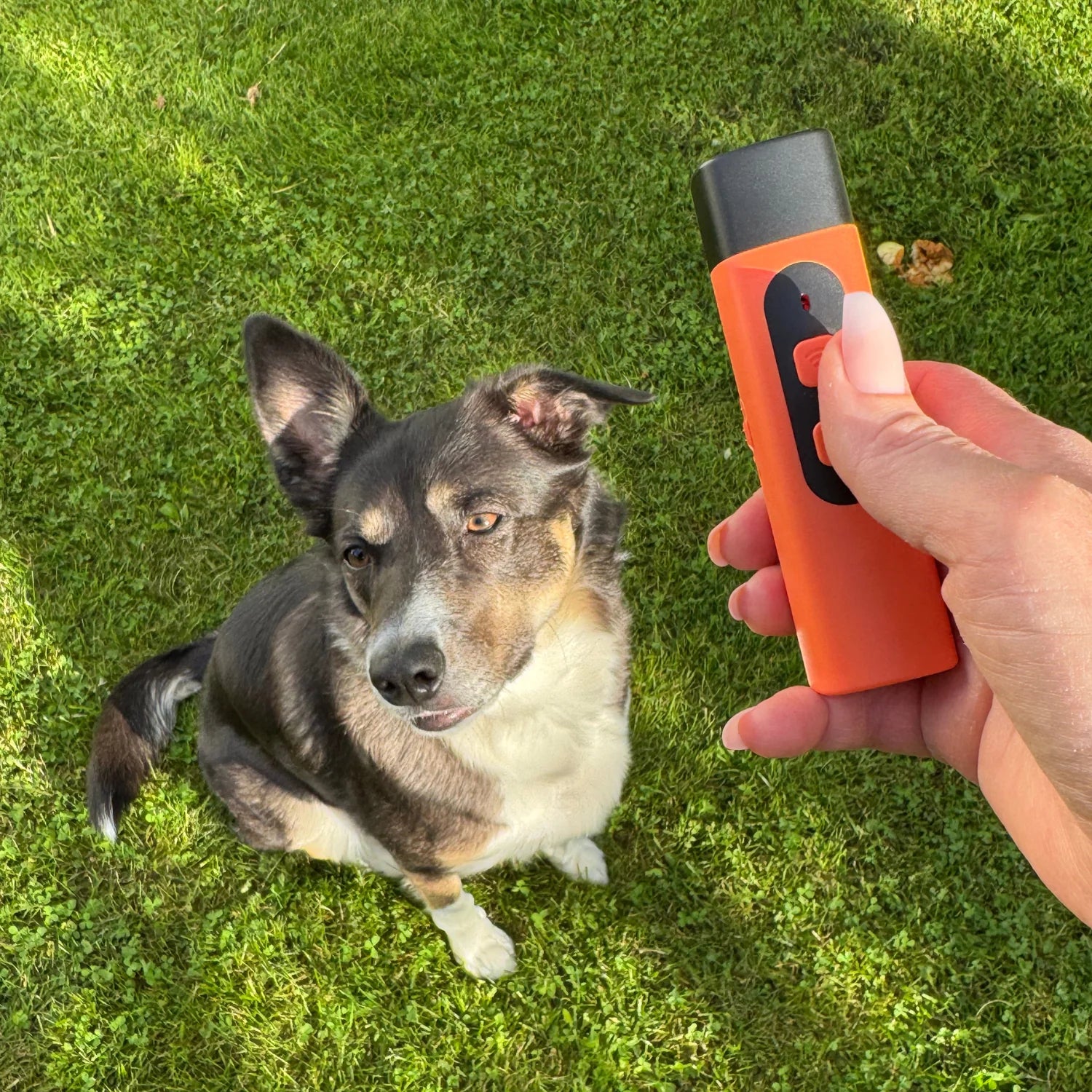 Så här fungerar BarkStop 🐾